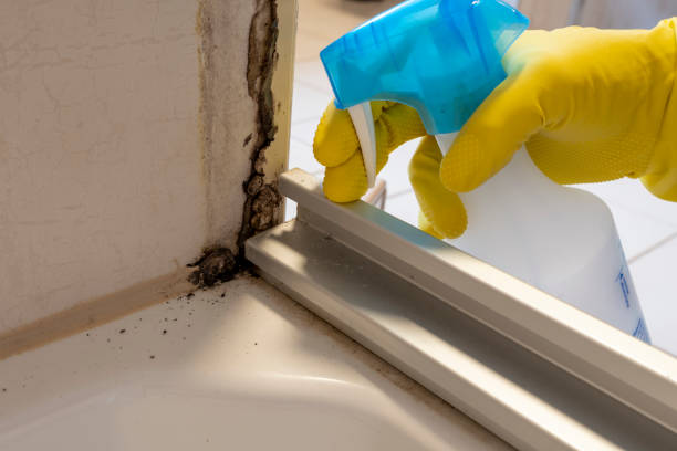 Professional Mold Remediation in Temecula, CA