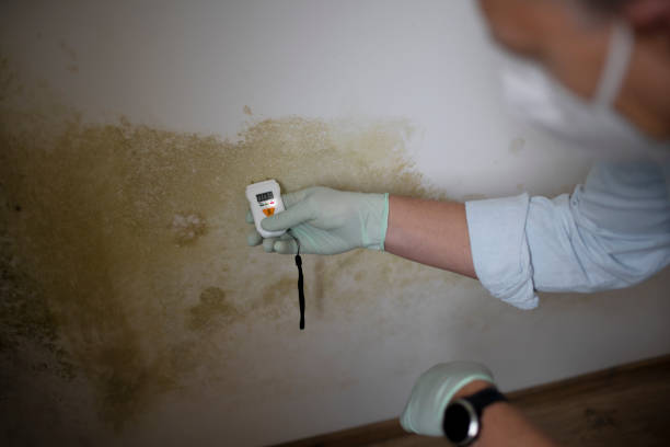 Best Bathroom Mold Remediation in Temecula, CA